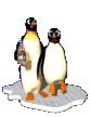 Penguin Scouts HERE!